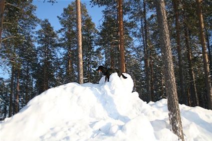Här är Nikita ute och kör uppletande, det tycker hon är jätte kul.